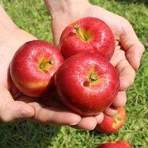 영천 루비에스 특상 1KG 간편 미니사과, 특상 2KG, 1개