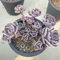 [수암다육] 라이베리아 Echeveria Liberia 군생 다육 다육이 다육식물 반려식물 국민다육, 1개