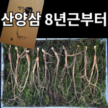 정선이장님네 장뇌삼 10년근 산양삼 산삼 자연산 장뇌 산양산삼 8년, 특품8년근5뿌리