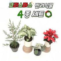 서비내 크리스마스 반려식물 4종세트(백묘국 포인세티아 이이탈리안 사이프러스 아펠란드라 스노우화이트), 백묘국