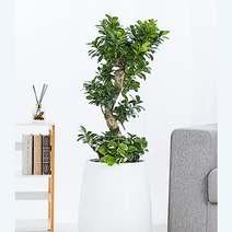 승진선물 취임선물 화분 가지마루펜더 인삼팬더 가지마루 펜다