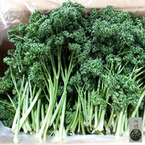 새벽들 생 파슬리 600g, 1봉