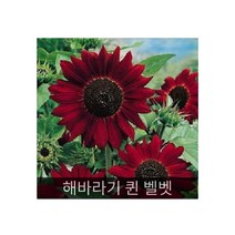 희귀꽃씨 씨앗] 해바라기 퀸 벨벳 10립