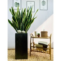 산세베리아 공기청정식물 미세먼지정화 실내공기 플랜테리어 반려식물 집에서 키우기쉬운, 특대형