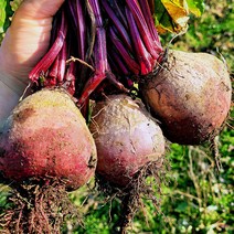 백운산 햇 레드비트 무선별 3kg