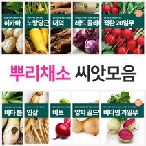 뿌리 채소 씨앗 모음 양파 무 당근 비트 빨간무 콜라비 과일무 더덕 도라지 인삼, 레드 콜라비