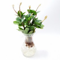 트리앤 젤리소일 1+1 푸딩병 개운죽 / 테이블야자 스킨 아이비 수경식물, 15-6. 라인병 젤리 산호수(투명) 1개