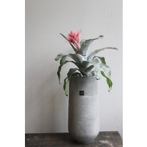 [디자인화분/럭셔리화분]에크메아