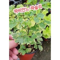 파비안-파슬리/동글동글한 잎도 귀엽고 잎 무늬도 독특한