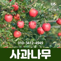 사과/알프스오토메/R3/결실주/미니사과/1등묘/과일나무/유실수/과일/농사/나무/묘목/도시농부