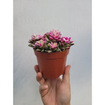 수입다육 무늬취설송 다육이 10~25cm 95, 1개
