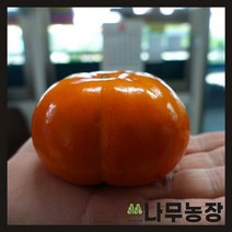 (나무농장) 감나무 차량단감 R3 내외 분