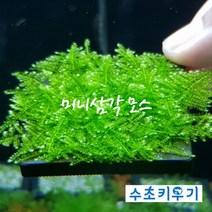 미니삼각 모스 5x5 활착 음성수초