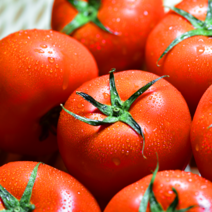 단단하고 신선한 유럽종 완숙 토마토 5KG, 중과 5KG