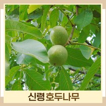 호두나무 묘목 신령 접목1년생 뿌리묘 1개