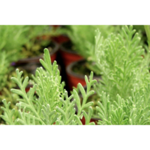 보람농자재 피나타라벤더모종, 피나타라벤더모종*4개