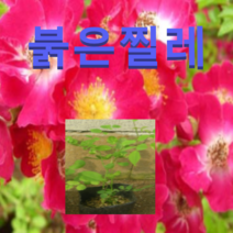 (D소망)붉은꽃찔레나무묘목(4치포트) 7그루