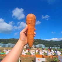 친환경 마음밭 국내산 이유식 무농약 하우스 햇 당근 3kg 5kg 10kg, 당근(상) 10kg