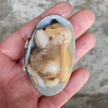 조개의 왕 남해안 활바지락 바지락, 남해안 자연산 활 바지락 1kg, 1개