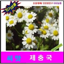 제충국 달마시안계 흰색(약 20 립)