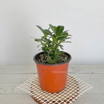 라고불리는 석화(소) 미니바오밥 아데니움 사막의장미, AAA상품선택AAA