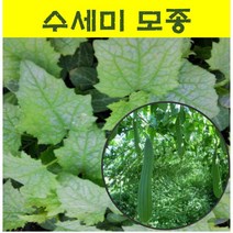 수세미모종 (35개) wj202