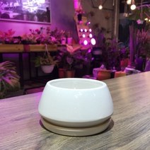 닐스샵_ 가드닝용품 캔화분 원통형화분 식물키우기 가정용화분 취미생활 업소용화분, YE▶ 모던 유광 도기화분 화이트 낮은원형 11x7cm, !GOT IY!