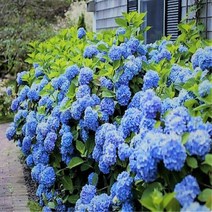 세종식물원 - 수국 엔들레스썸머 오리지널, 1개