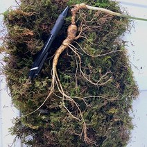 왕의산삼 직접재배 산양삼 13-15년근 3뿌리, 1박스