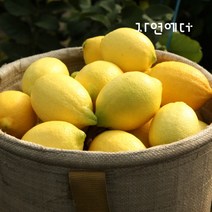 [자연에더] 제주 표선농협 국내산 레몬 2.5kg, 1개
