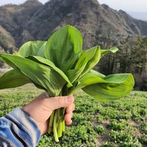 울릉도 재배 토종 명이모종 3~4년근 6~7년근 9~10년근 산마늘모종 명이나물 텃밭, 1개