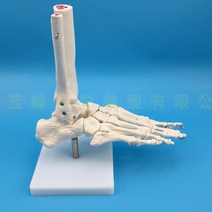 발관절 인체 모형 실습용 인조 발목 발뼈 인대 피규어, 있대 있는 발 모형