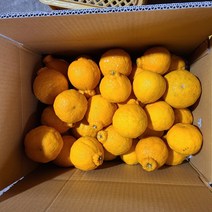 [초특가][임실순녀농장] [산지직송] 제주 한라봉 못난이 5kg(혼합) 10kg(혼합)