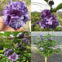 목하원예조경 신품종 겹꽃 무궁화나무 묘목 (블루빙사) 삽목2년 80cm 전후