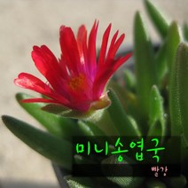 허브여울다육 미니송엽국 레드 지름 9cm 소품화분, 1개