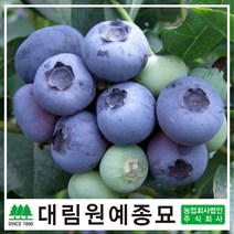 [대림원예종묘] 블루베리 7치화분 결실주, 블루레이7치화분