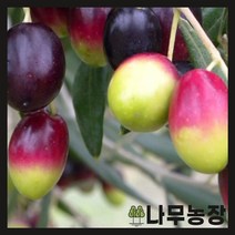 (나무농장) 올리브 코랏티나 10cm 포트
