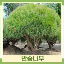 소나무 묘목 반송 접목1년생 뿌리 특묘 3개