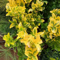 황금사철나무 묘목 H70cm전후 3주 J1094