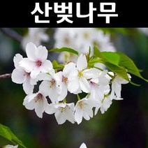 산벚 나무 묘목 실생1년 뿌리 특묘 10개/정원/공원/조경수