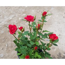 행복한꽃순이//찔레장미(빨강겹)/노지월동, 5개