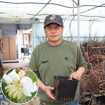 키위나무 수컷수분수 수나무 묘목 2년생 화분묘