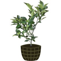 4년생 레드향 묘목 제주도 직발송 행운을가져오는나무, 4년생 네블오렌지 묘목 제주도