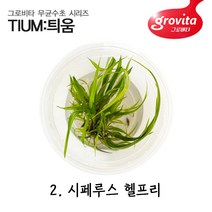 무균수초 시페루스 헬프리/무균배양/액상배지/