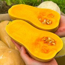 농가살리기 제주에서 온 버터같이 부드럽고 건강한 단맛 땅콩호박 1kg 3kg, 1개