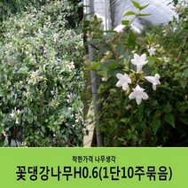 착한가격 나무생각 꽃댕강나무 묶음모음, 꽃댕강나무H0.6(60cm)10주묶음
