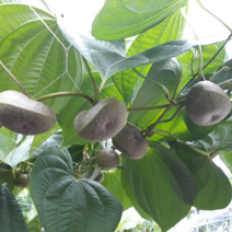 국내산 햇 열매마 하늘마 우주마 3kg 판매 합니다, 햇 열매마3kg중, 1개