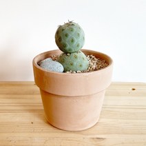 습지야 선인장 (눈사람 선인장) 데로마 이태리토분 세트 - 희귀선인장