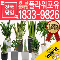 개업화분 인테리어식물 배송 떡갈나무 대엽홍콩 뱅갈고무나무 관음죽 알로카시아 소철 극락조 만냥금 무늬벤자민 파키라 당일, (선택18)고무나무