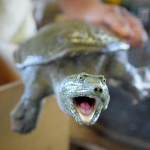 식용자라1kg 자라탕용 용봉탕 자라 자라고기 민물고기백화점, 자라 1마리(즉석손질), 1개